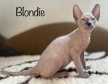 Blondie2