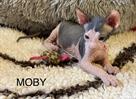 IMG_8479Moby